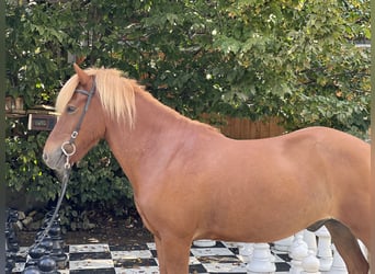 Kuc islandzki, Wałach, 12 lat, 139 cm, Ciemnokasztanowata