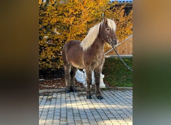 Kuc islandzki, Wałach, 12 lat, 143 cm, Ciemnokasztanowata