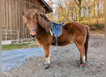 Kuc islandzki, Wałach, 13 lat, 134 cm, Gniada