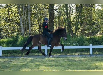 Kuc islandzki, Wałach, 13 lat, 138 cm, Gniada