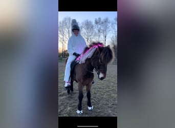 Kuc islandzki, Wałach, 13 lat, 138 cm, Gniada