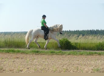 Kuc islandzki, Wałach, 14 lat, 145 cm, Siwa