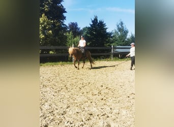 Kuc islandzki, Wałach, 5 lat, 140 cm, Ciemnokasztanowata