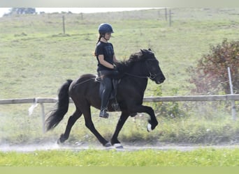 Kuc islandzki, Wałach, 5 lat, 140 cm, Kara