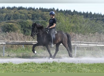 Kuc islandzki, Wałach, 5 lat, 140 cm, Kara