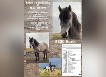 Kuc islandzki, Wałach, 5 lat, 146 cm, Siwa