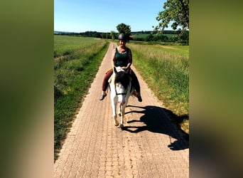 Kuc islandzki Mix, Wałach, 5 lat, 150 cm, Srokata