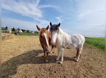 Kuc islandzki Mix, Wałach, 5 lat, 150 cm, Srokata