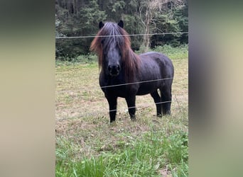 Kuc islandzki, Wałach, 6 lat, 138 cm, Kara