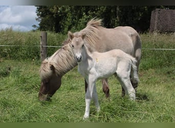 Kuc islandzki, Wałach, 6 lat, 140 cm, Bułana