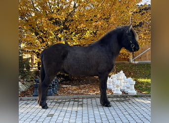 Kuc islandzki, Wałach, 6 lat, 145 cm, Kara