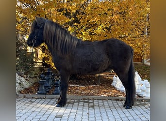 Kuc islandzki, Wałach, 6 lat, 145 cm, Kara