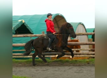 Kuc islandzki, Wałach, 7 lat, 140 cm, Kara