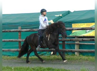 Kuc islandzki, Wałach, 7 lat, 140 cm, Kara