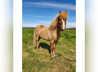 Kuc islandzki, Wałach, 7 lat, 142 cm, Bułana