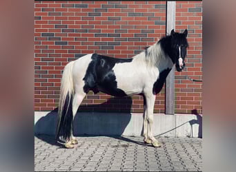 Kuc islandzki, Wałach, 7 lat, 147 cm, Srokata