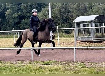 Kuc islandzki, Wałach, 8 lat, 140 cm, Bułana