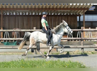 Kuc islandzki, Wałach, 8 lat, 143 cm, Siwa