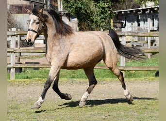 Kuc Lewitzer, Klacz, 10 lat, 147 cm, Jelenia