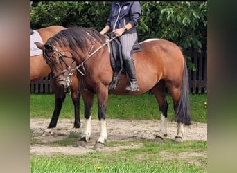 Kuc Lewitzer, Klacz, 17 lat, 145 cm, Srokata