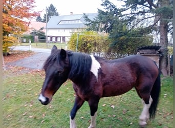 Kuc Lewitzer, Klacz, 18 lat, 142 cm, Gniada