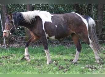 Kuc Lewitzer, Klacz, 2 lat, 141 cm, Tobiano wszelkich maści