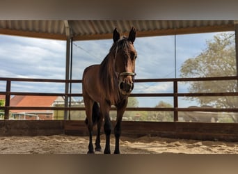 Kuc Lewitzer Mix, Klacz, 2 lat, 160 cm, Gniada