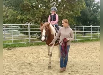 Kuc Lewitzer, Klacz, 3 lat, 147 cm, Srokata
