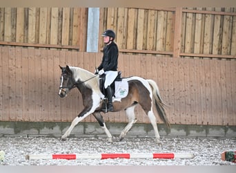 Kuc Lewitzer, Klacz, 4 lat, 135 cm, Srokata
