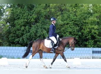 Kuc Lewitzer Mix, Klacz, 7 lat, 133 cm, Gniada