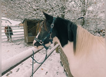 Kuc Lewitzer Mix, Klacz, 7 lat, 138 cm, Srokata