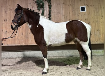 Kuc Lewitzer Mix, Klacz, 8 lat, 128 cm, Srokata