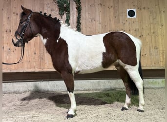 Kuc Lewitzer Mix, Klacz, 8 lat, 128 cm, Srokata