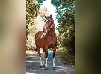 Kuc Lewitzer, Klacz, 8 lat, 147 cm, Tobiano wszelkich maści
