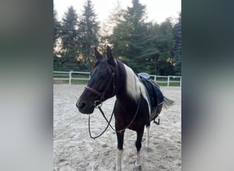 Kuc Lewitzer, Klacz, 8 lat, 148 cm, Srokata