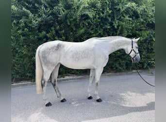 Kuc Lewitzer, Klacz, 8 lat, 169 cm, Siwa