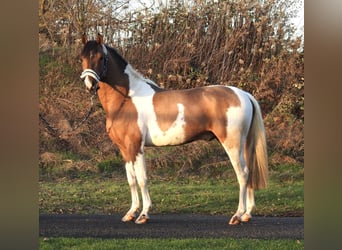 Kuc Lewitzer, Ogier, 3 lat, 138 cm