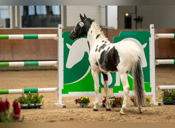 Kuc Lewitzer, Ogier, 3 lat, 142 cm, Tobiano wszelkich maści