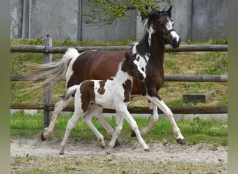 Kuc Lewitzer, Ogier, Źrebak (04/2026), 148 cm, Tobiano wszelkich maści