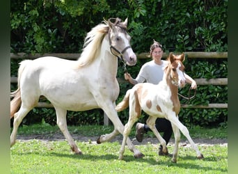 Kuc Lewitzer, Ogier, Źrebak (05/2025), 148 cm, Tobiano wszelkich maści
