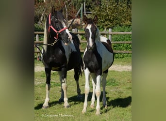 Kuc Lewitzer, Ogier, Źrebak (03/2023), 148 cm, Tobiano wszelkich maści