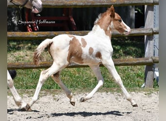 Kuc Lewitzer, Ogier, Źrebak (05/2025), 148 cm, Tobiano wszelkich maści