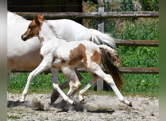 Kuc Lewitzer, Ogier, Źrebak (05/2025), 148 cm, Tobiano wszelkich maści