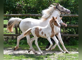 Kuc Lewitzer, Ogier, Źrebak (05/2025), 148 cm, Tobiano wszelkich maści