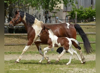 Kuc Lewitzer, Ogier, Źrebak (05/2023), 152 cm, Tobiano wszelkich maści