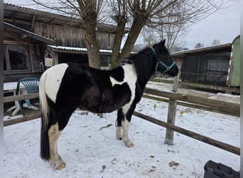Kuc Lewitzer Mix, Wałach, 11 lat, 145 cm, Srokata