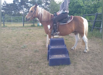 Kuc Lewitzer Mix, Wałach, 13 lat, 135 cm, Srokata