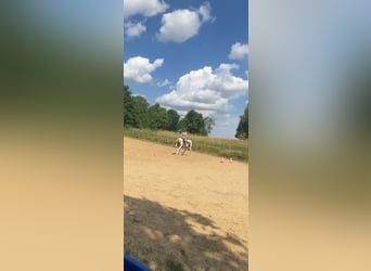 Kuc Lewitzer Mix, Wałach, 13 lat, 140 cm, Srokata