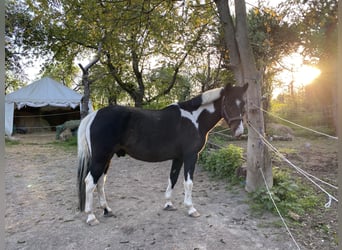 Kuc Lewitzer, Wałach, 15 lat, 148 cm