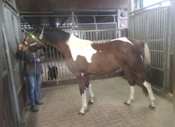 Kuc Lewitzer, Wałach, 2 lat, 143 cm, Srokata